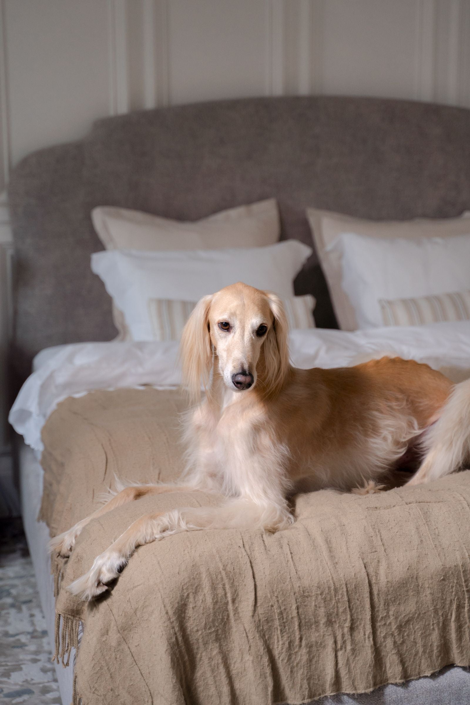 Dog relaxing comfortably on a premium bed