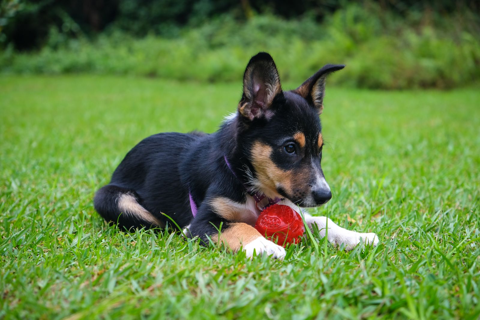 Puppy playing with a red ball on grass