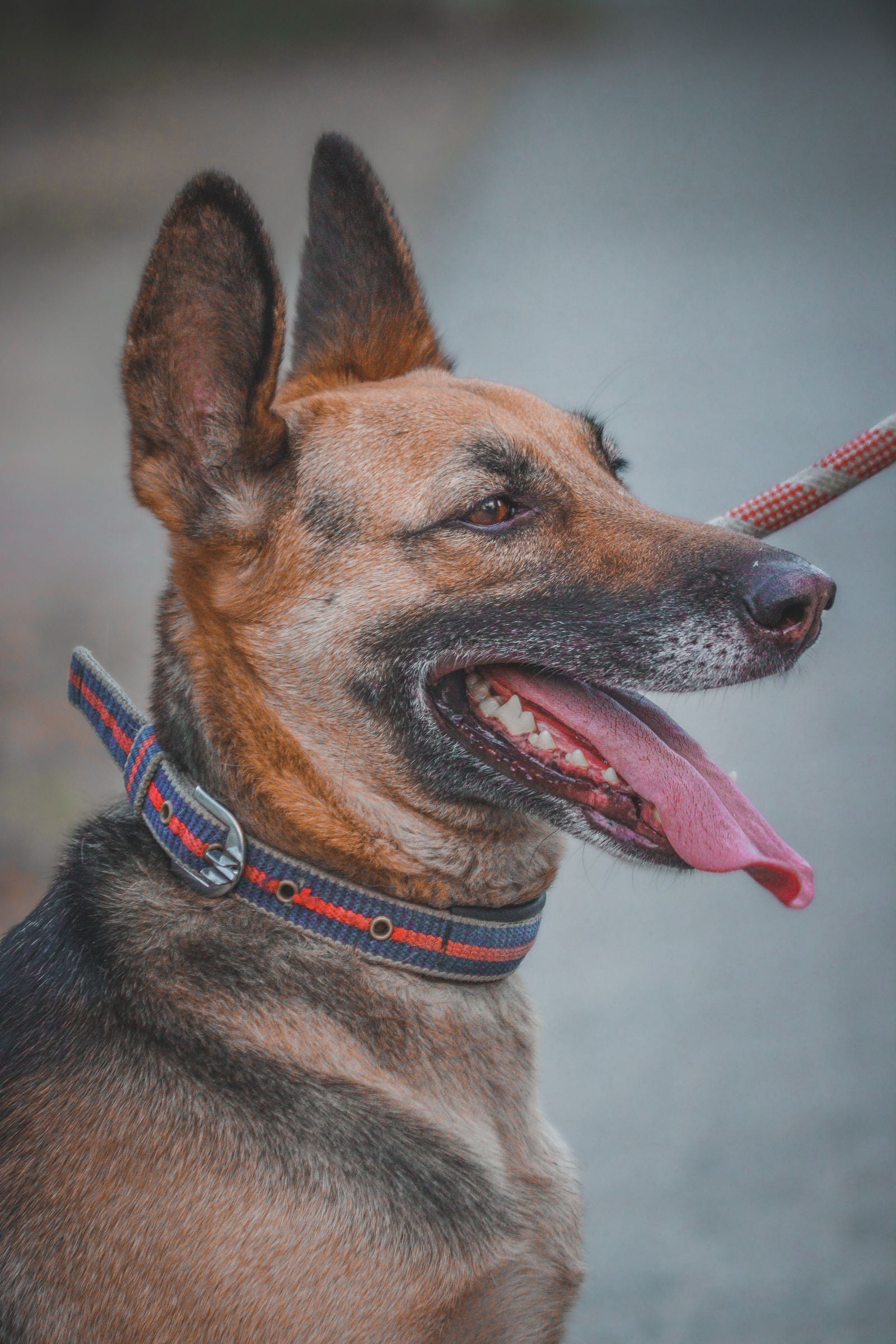 Dog wearing a leash and collar, close-up portrait