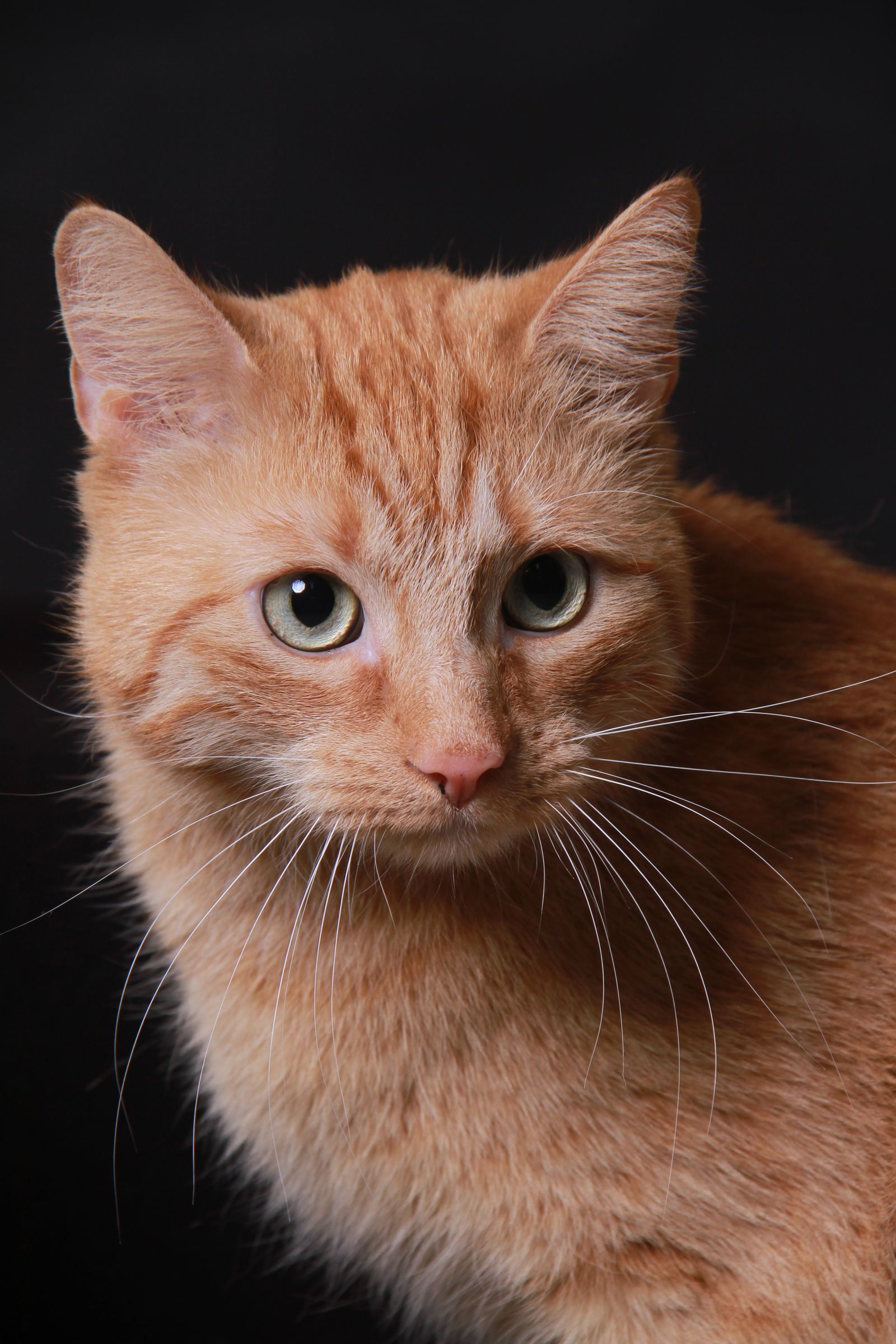 Ginger cat close-up portrait against a dark background