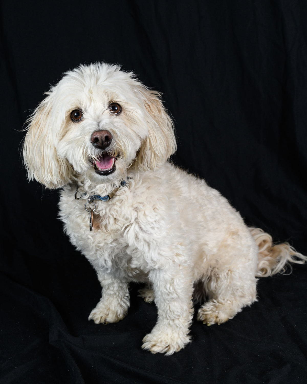 White poodle sitting against a dark backdrop