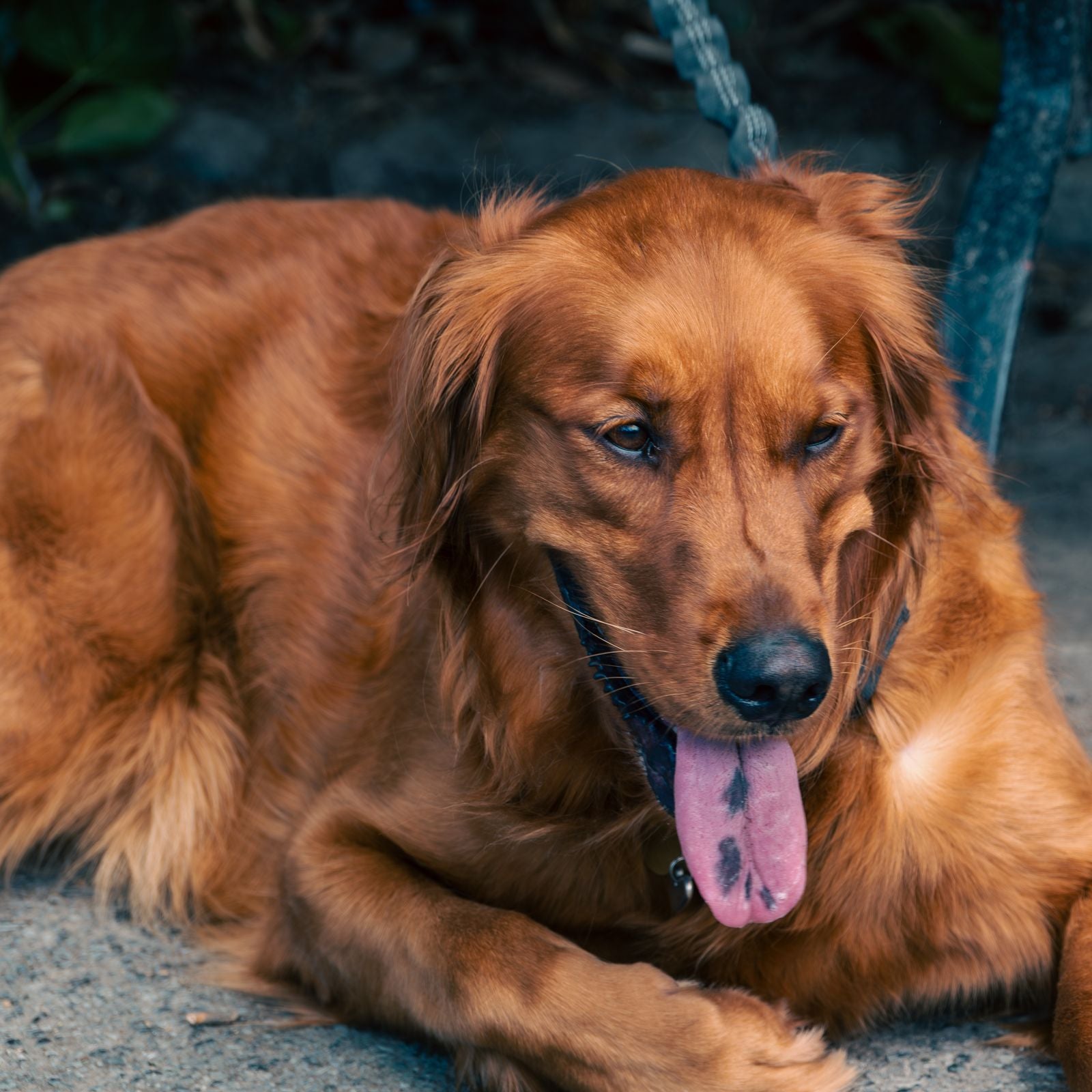 Golden retriever resting in summer shade