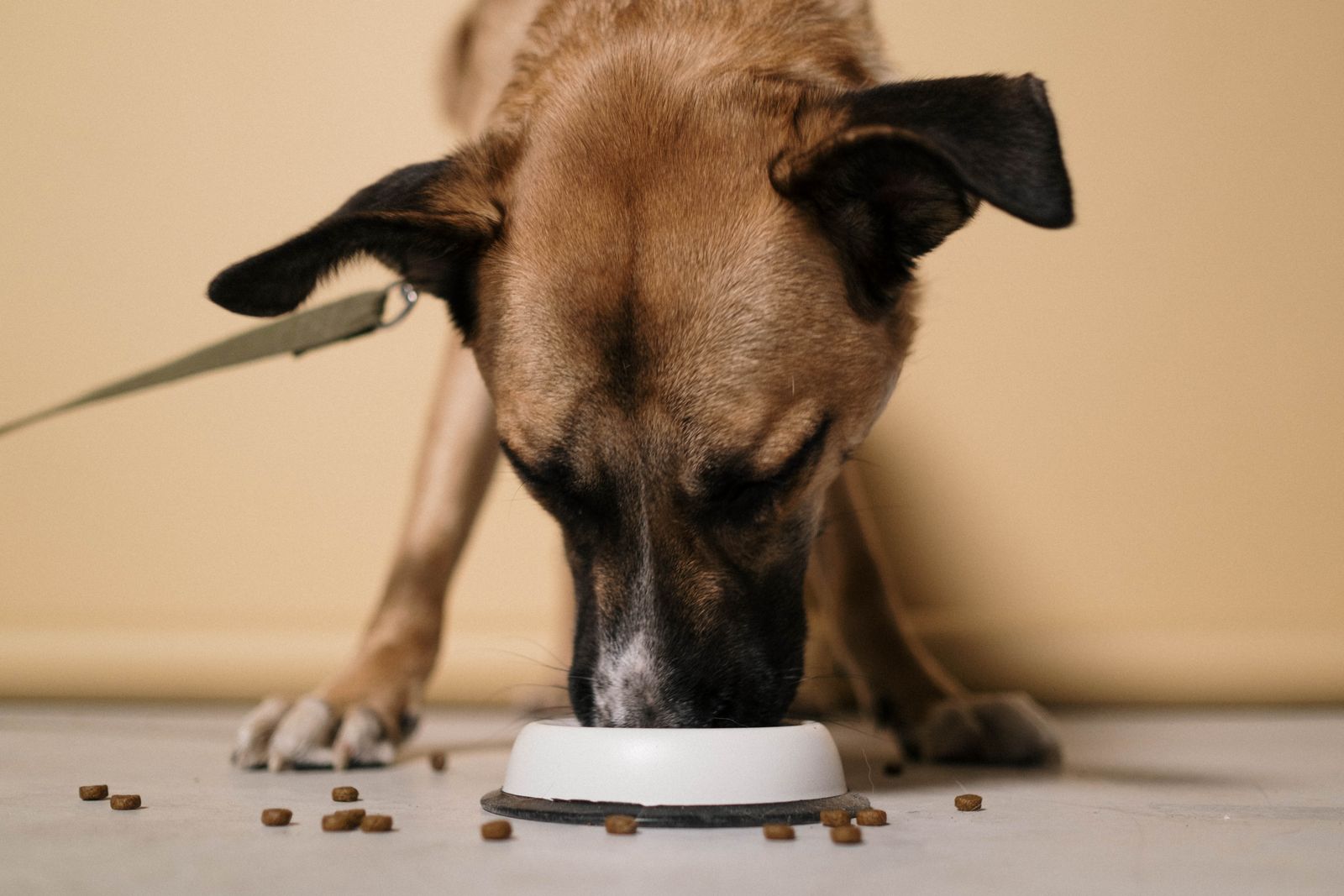 Dog eating from a bowl indoors