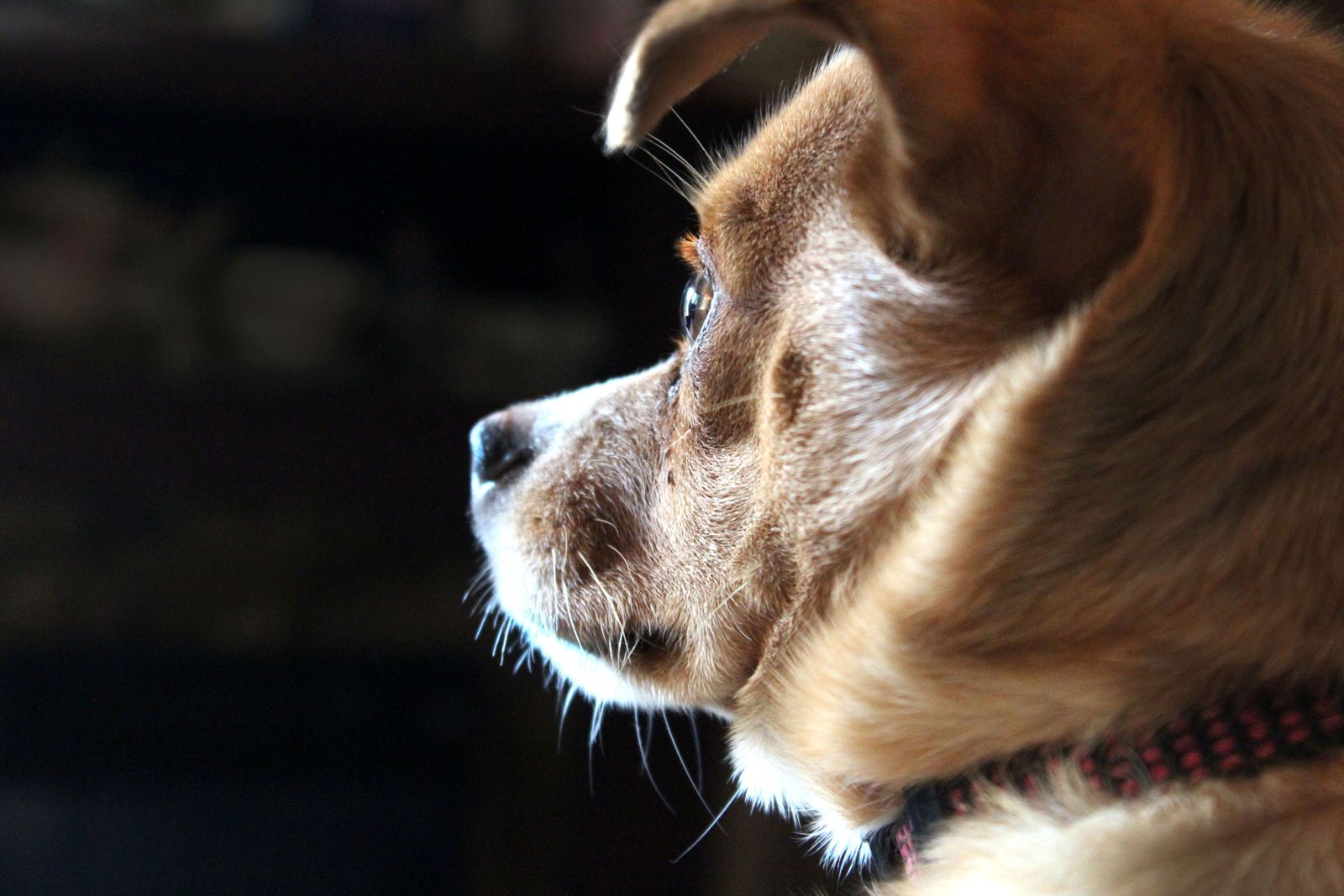 Dog close-up wearing a collar against a dark background