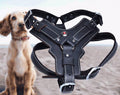 Paws & Oasis Genuine Leather Harness