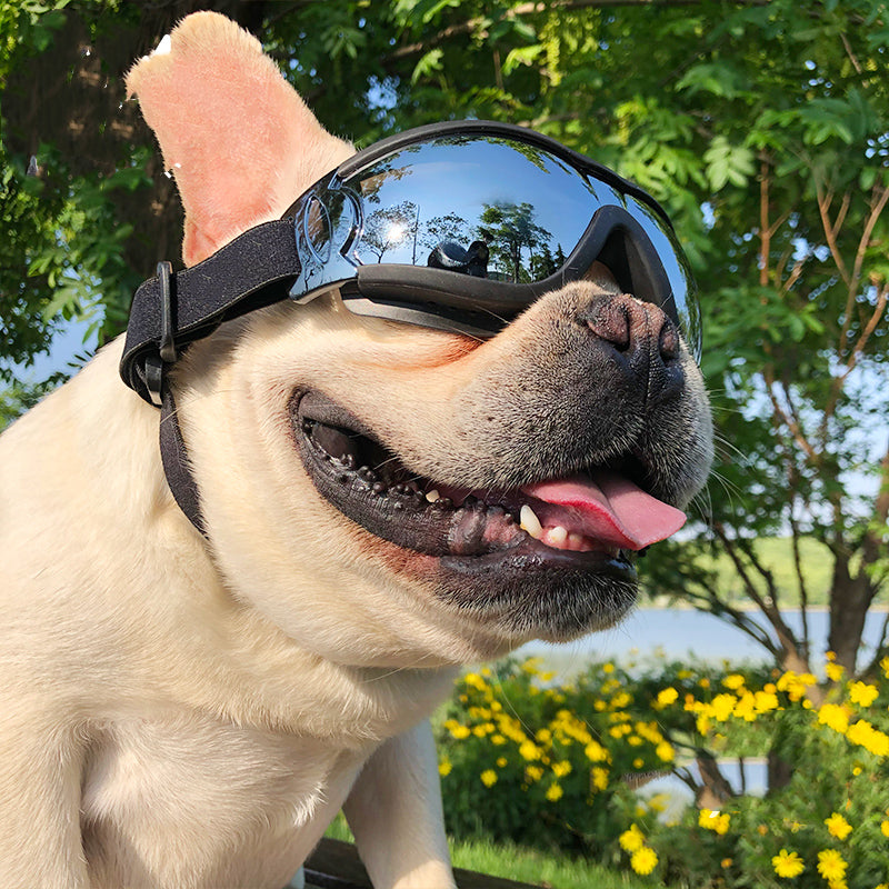 Paws & Oasis Windproof Sun Goggles