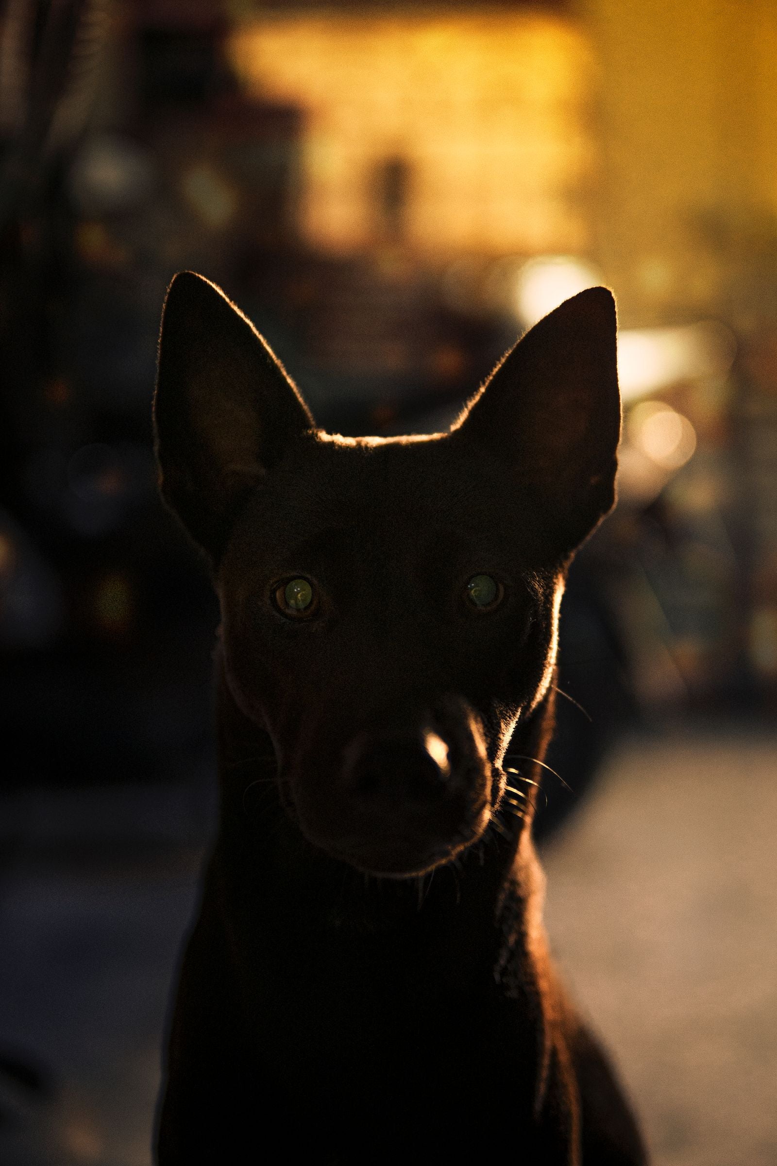 Moody backlit portrait of a dog, dark premium mood