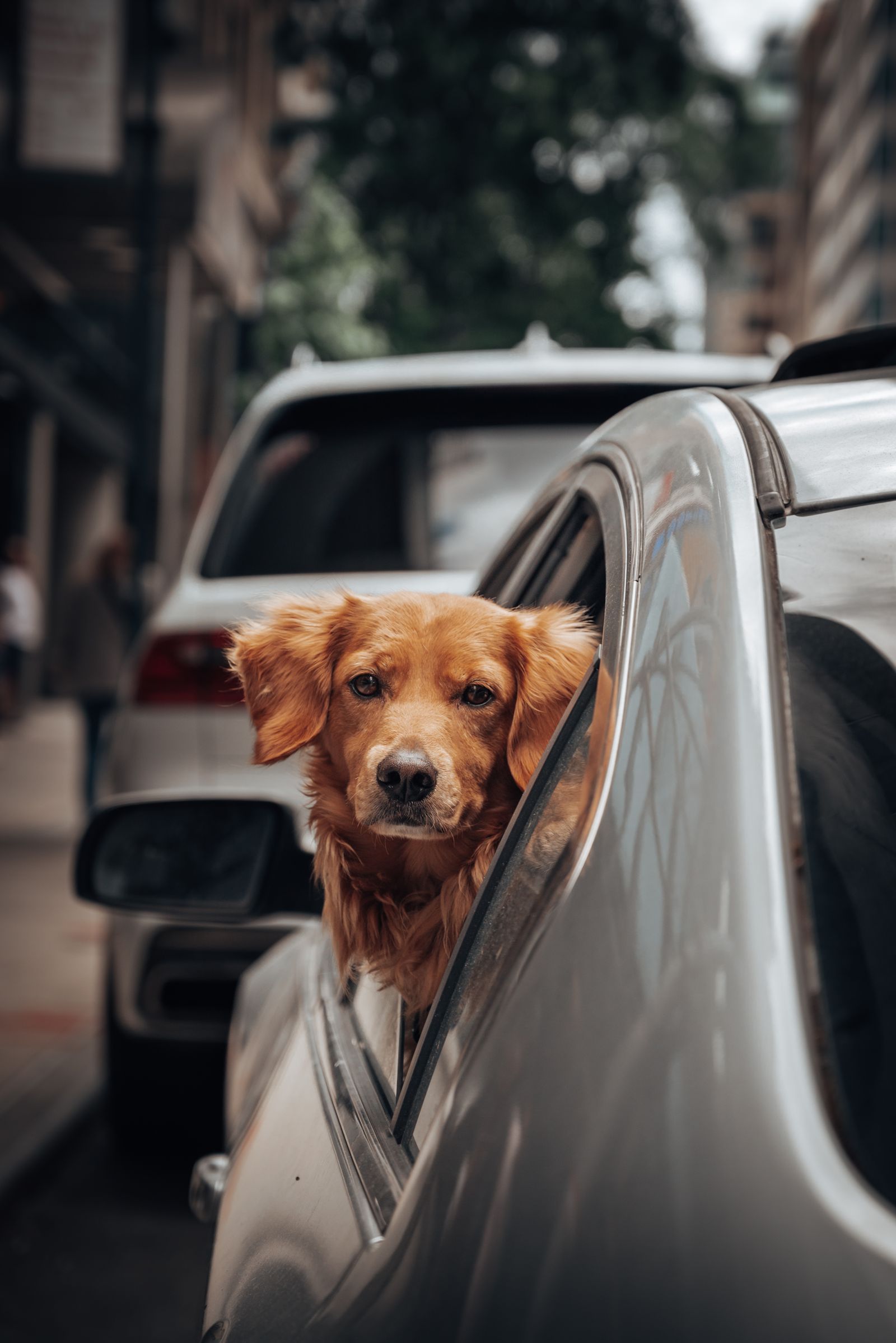 Golden Retriever on a city trip, lifestyle with pet